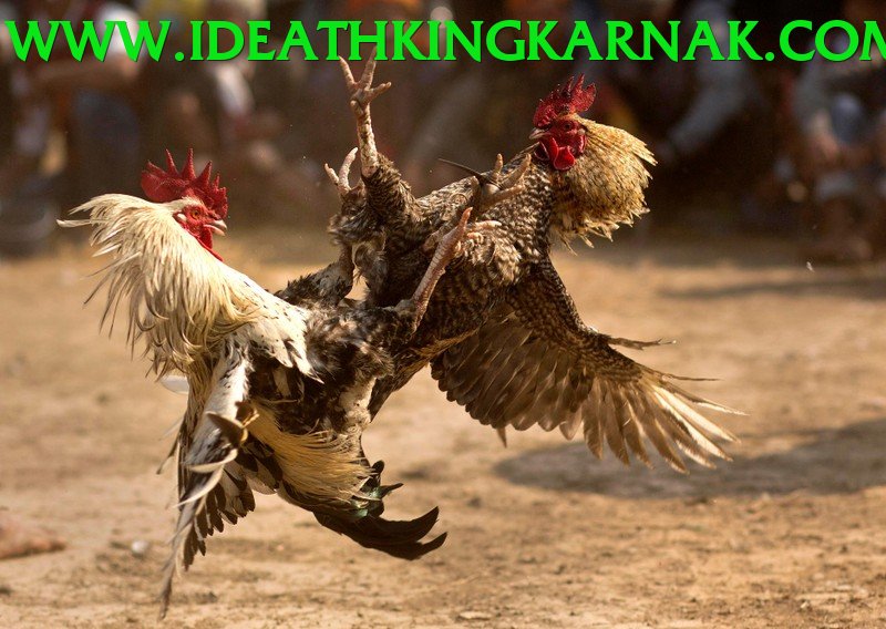 Đá Gà Trực Tiếp - 3bet